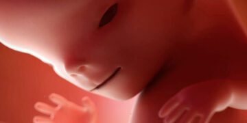 11 semanas de gravidez