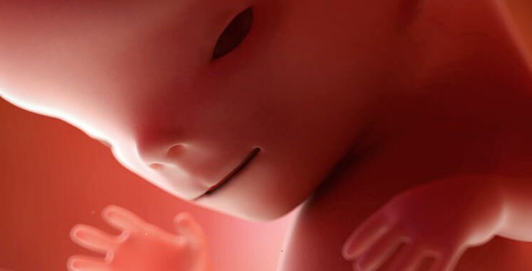 11 semanas de gravidez