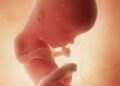 13 semanas de gravidez