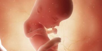 13 semanas de gravidez