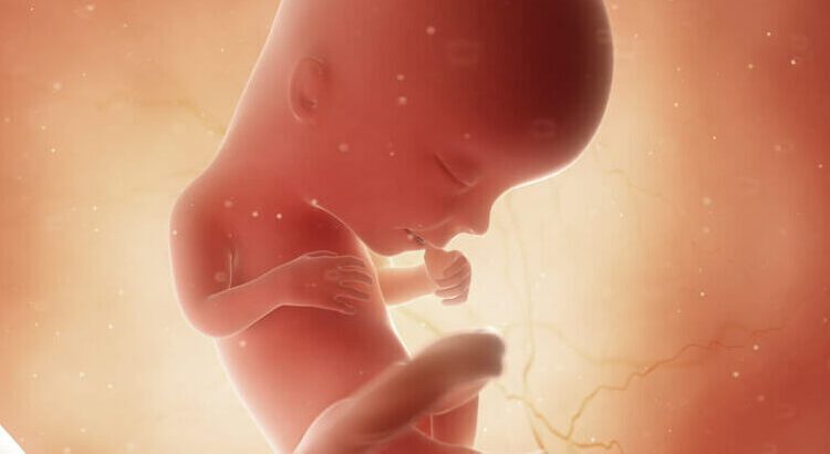 13 semanas de gravidez