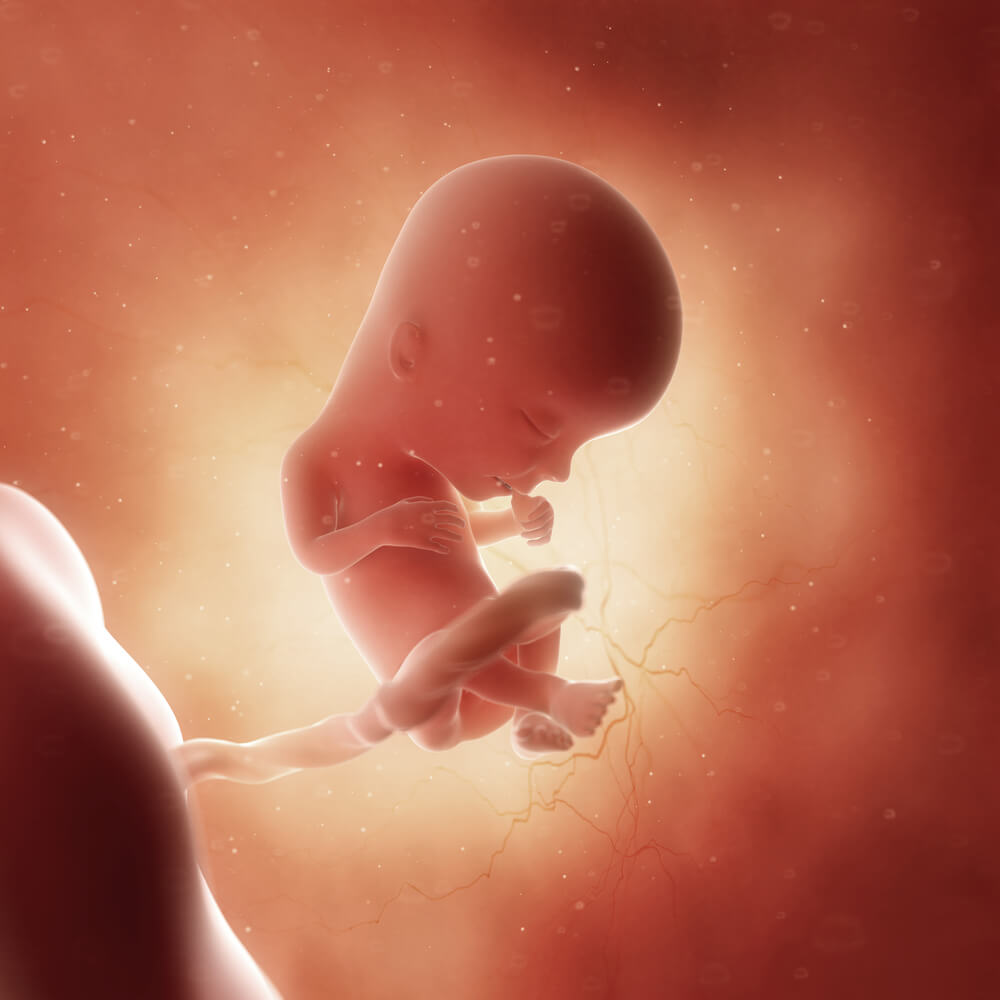 O bebê com 13 semanas de gravidez