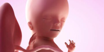 15 semanas de gravidez