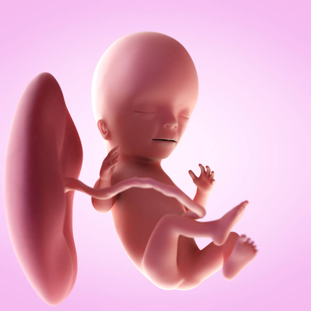 Bebê com 15 semanas de gravidez