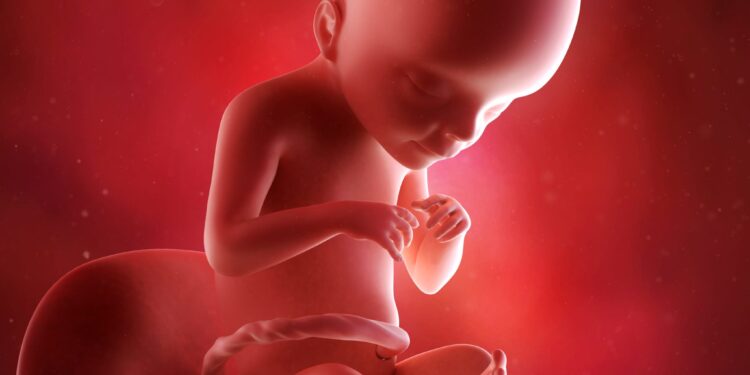21 semanas de gravidez: o desenvolvimento do bebê
