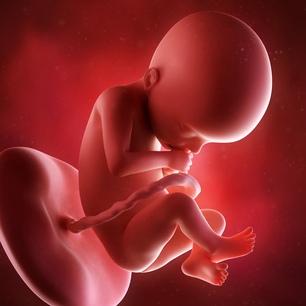22 semanas de gravidez: o desenvolvimento do bebê