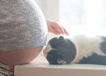 Grávida pode ter contato com gato?