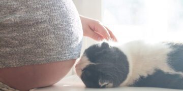Grávida pode ter contato com gato?