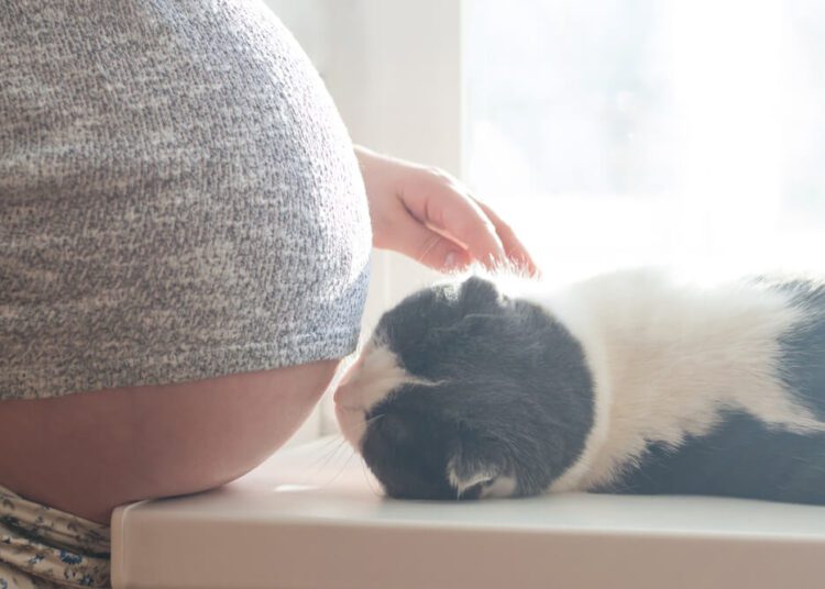 Grávida pode ter contato com gato?