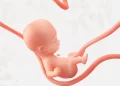 Cordão Umbilical: Guia Completo para Pais